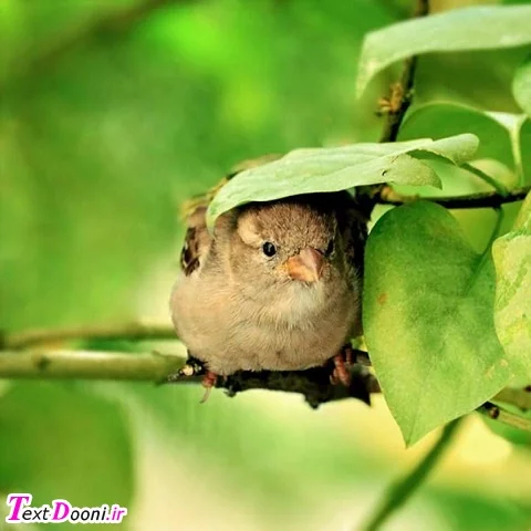 پرنده ای که روی یک شاخه‌ی درخت نشسته هرگز نمی ترسد که شاخه بشکند، چون به بال‌های خودش اطمینان دارد، نه به شاخه‌ی درخت